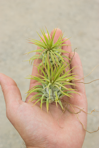 WEEK 17 SPECIAL - Ionantha Ron