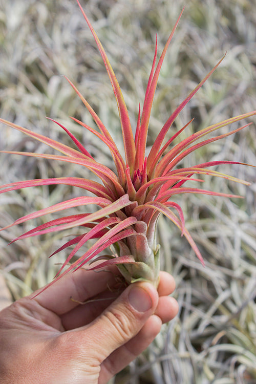 Brachycaulos X Ionantha 