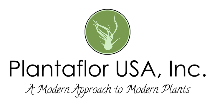 Aeranthos Negra (4-5") Enhanced – Plantaflor USA, Inc.