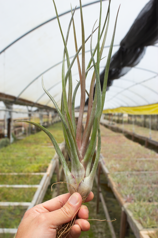 Mali Dofitas (Caput X Bulbosa)