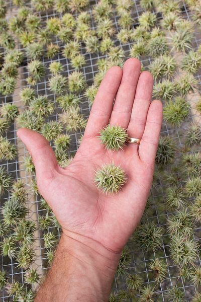 Ionantha Mini Mouse Clump