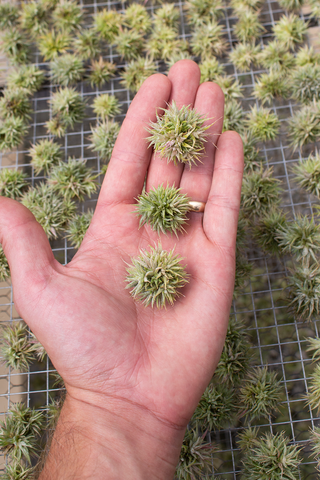 Ionantha Mini Mouse Clump