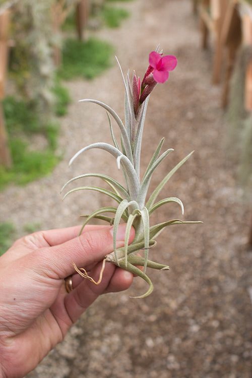 Mystic Burgundy (Albert. X Muh) – Plantaflor USA, Inc.