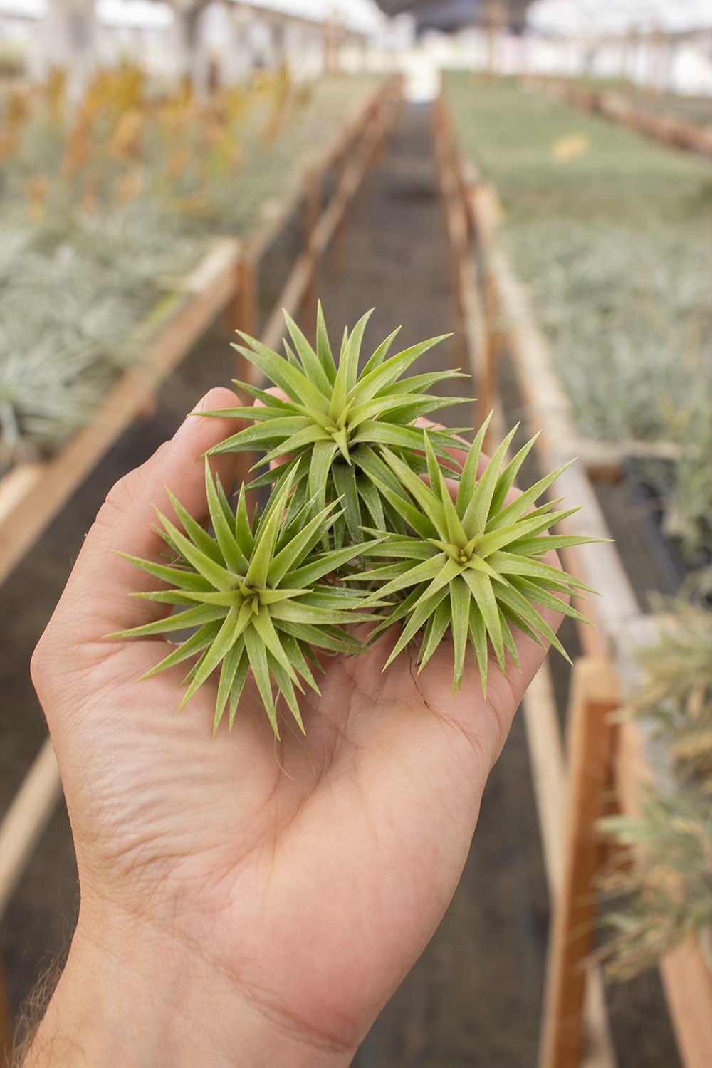 neglecta air plant Neglecta Select – Plantaflor USA, Inc