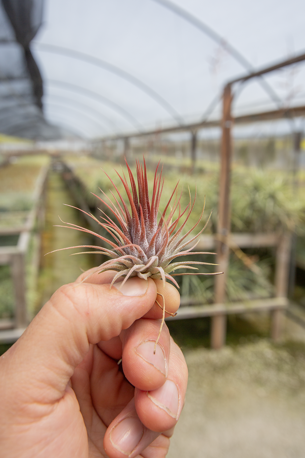 Ionantha Rosita – Plantaflor USA, Inc. Ionantha Rosita – Plantaflor USA, Inc.