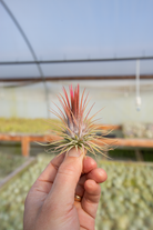 Ionantha Rosita – Plantaflor USA, Inc.