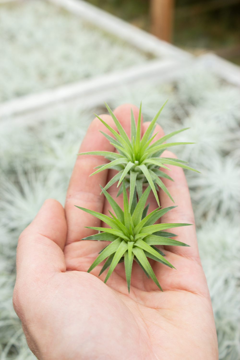 rubra air plant care Ionantha Rubra Hardleaf – Plantaflor USA, Inc