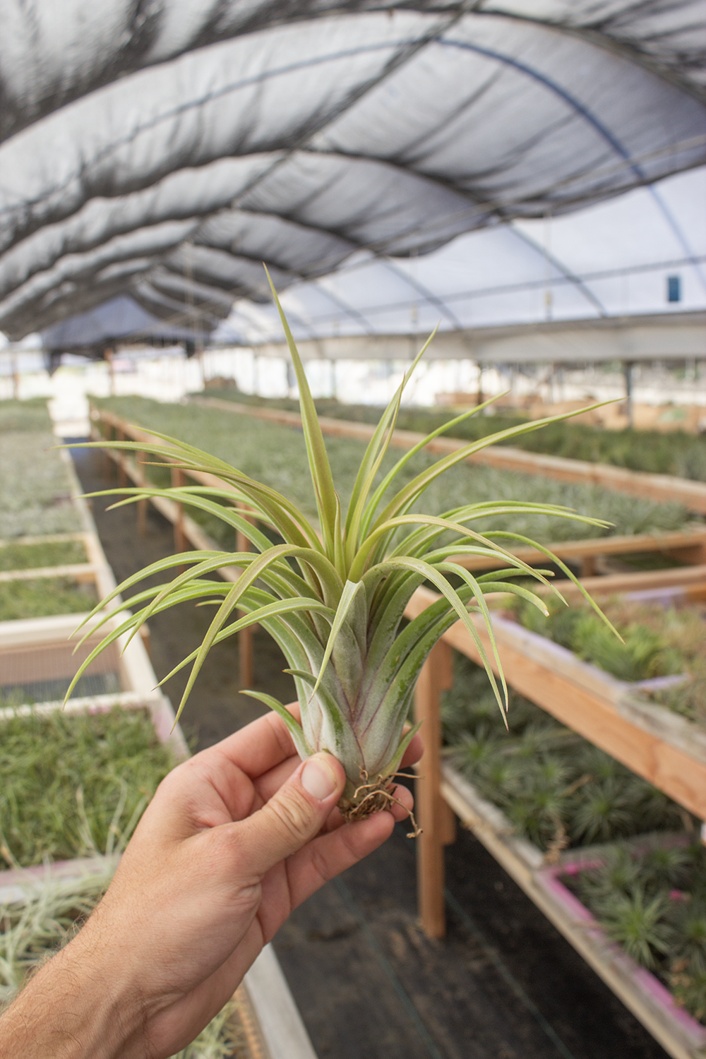 Seleriana X Velutina (4-5