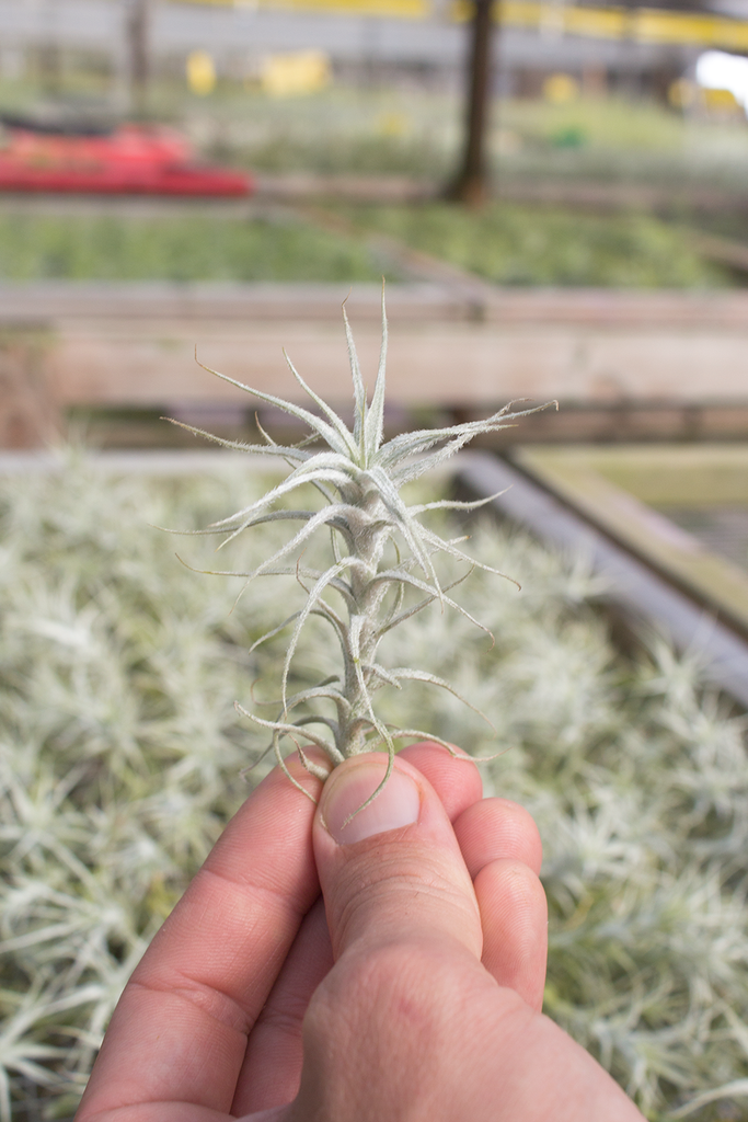Stellifera Plantaflor USA, Inc.