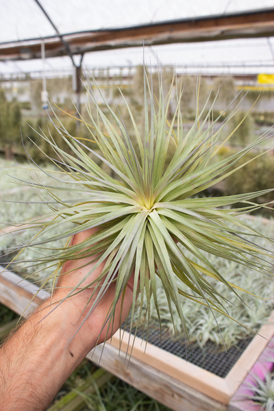 Stricta Big Flower