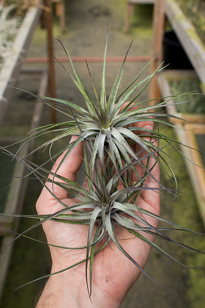 Stricta Midnight