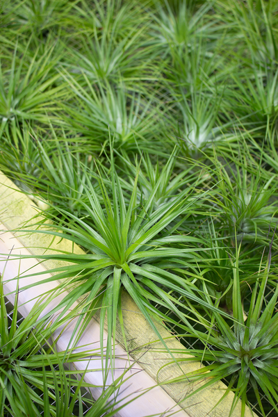 Stricta Hugo