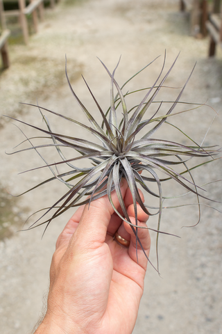 Stricta Midnight