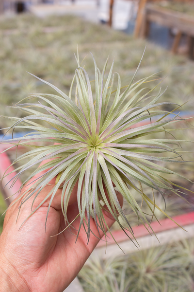 Stricta Silver Ball