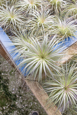 Stricta Silver Ball