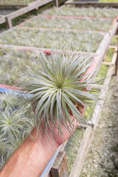 Stricta Silver Ball