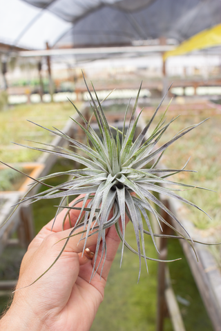 Stricta White