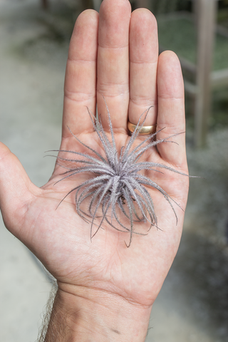 Tectorum Black (INFUSED)