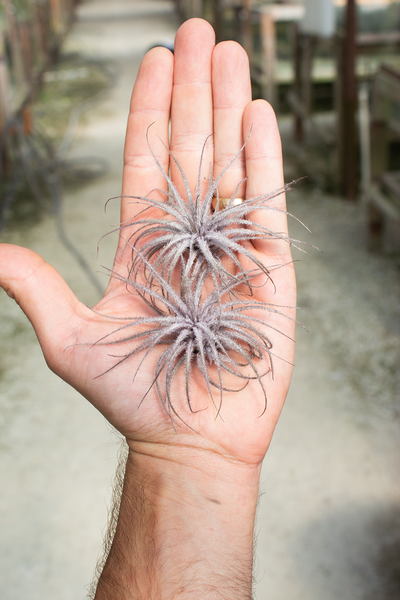 Tectorum Black (INFUSED)