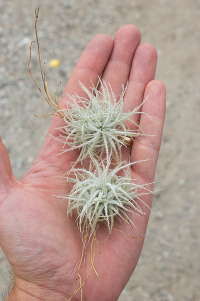 Tectorum Snow Ball