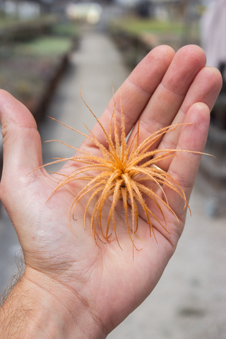 Tectorum Orange (INFUSED)