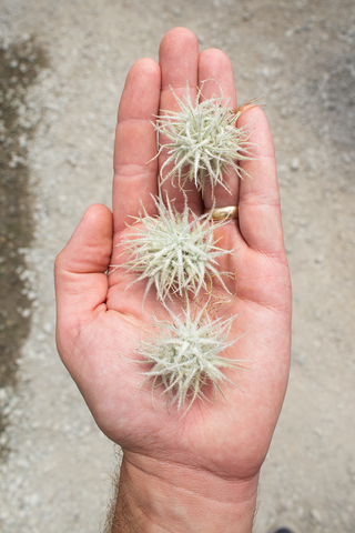 Tectorum Snow Ball