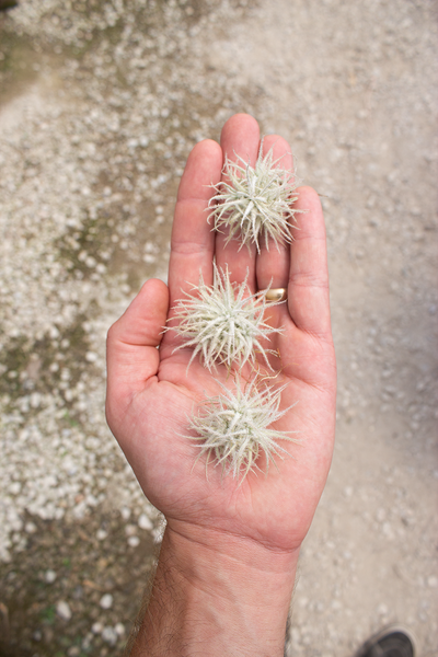 Tectorum Snow Ball