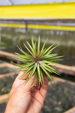 Tenuifolia Compact