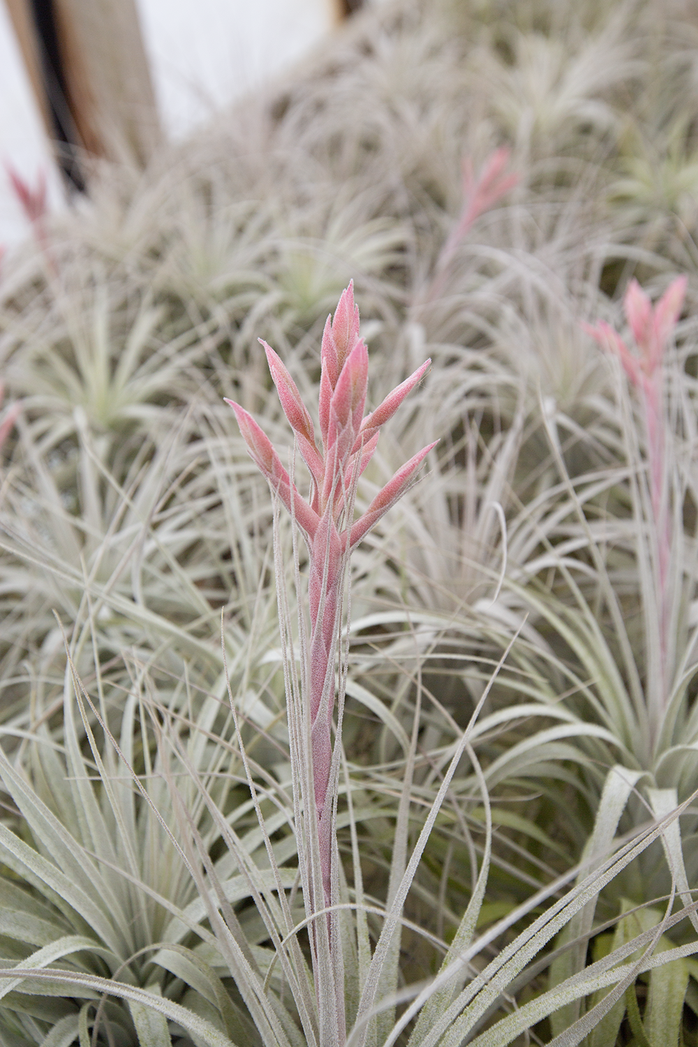 Tillandsia chapeuensis v.turriformis 12921チランジア