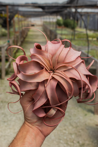Xerographica Red (Infused)