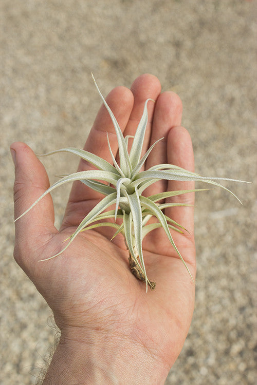 Albida – Plantaflor USA, Inc.