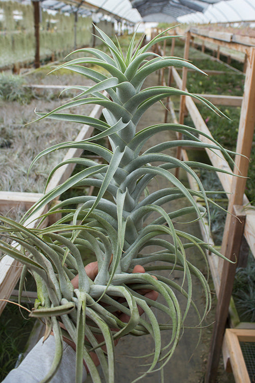 Cacticola X – Plantaflor USA, Inc.