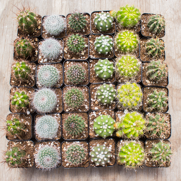 Cactus 2" - 36 Assorted Pack ($1.25/ea) (UPGRADED PREMIUM BOX AVAILABLE!)
