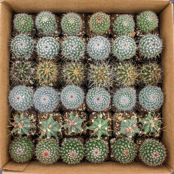 Cactus 2" - 36 Assorted Pack ($1.25/ea) (UPGRADED PREMIUM BOX AVAILABLE!)