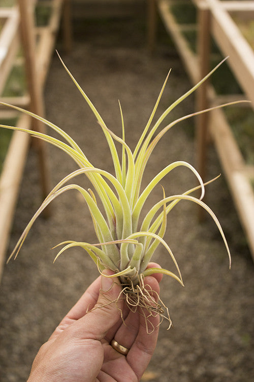 Caput X Brachycaulos – Plantaflor USA, Inc.