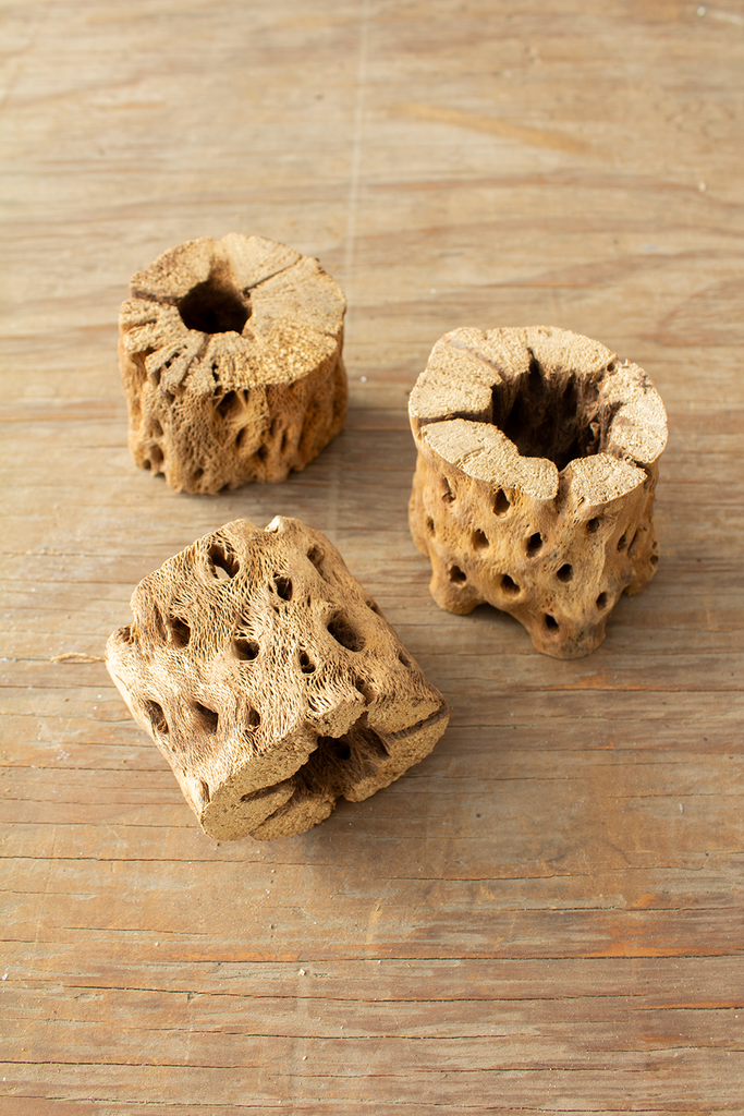 Cholla Wood (Thick Walled) – Plantaflor USA, Inc.