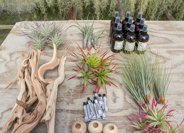 Wholesale Air Plant DIY Craft Bundle