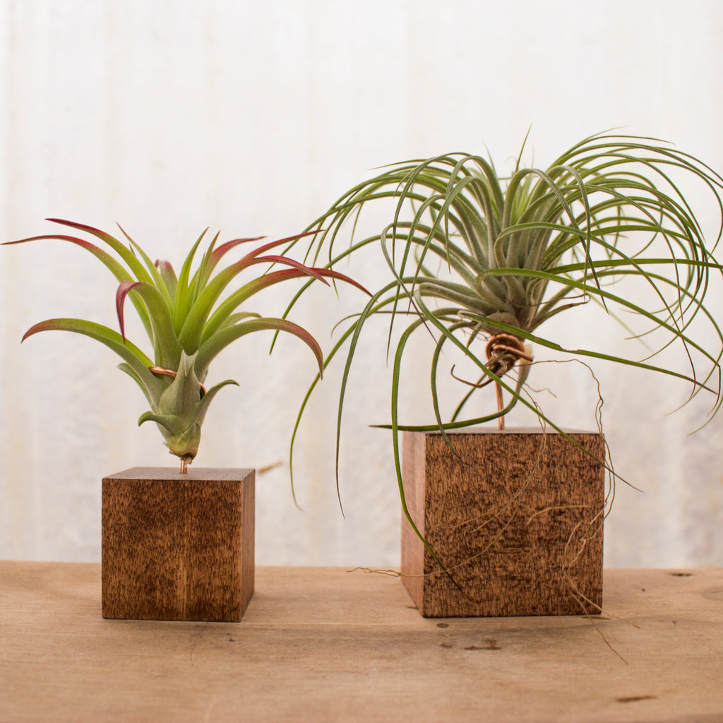 Air Plants Stands