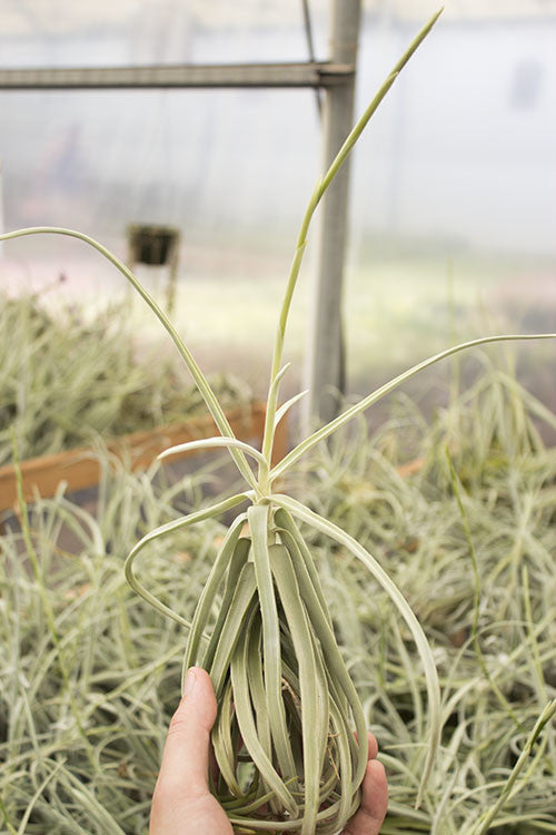 Duratii – Plantaflor USA, Inc.
