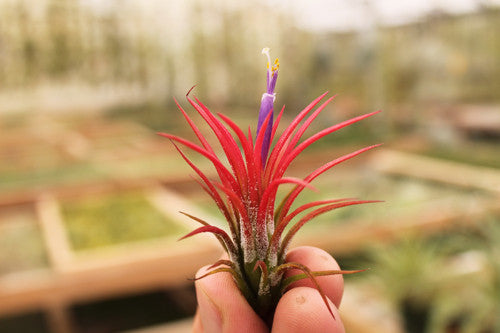 Ionantha Fuego – Plantaflor USA, Inc.