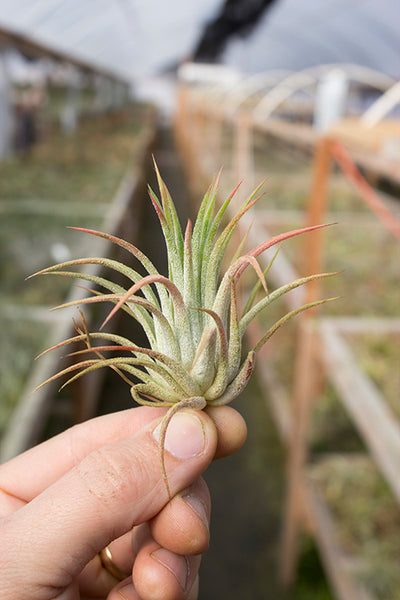 Ionantha Hot Pink