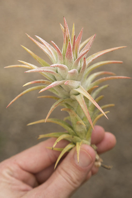 フラワー・ガーデニング Tillandsia ionantha vanhyningii minor What are Tillandsia Ionantha Vanhyningii Air Plants? – Air Plant