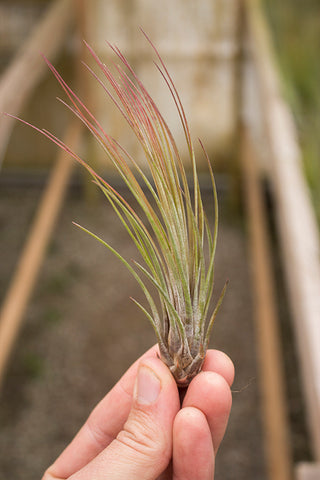 Tillandsia Juncifolia