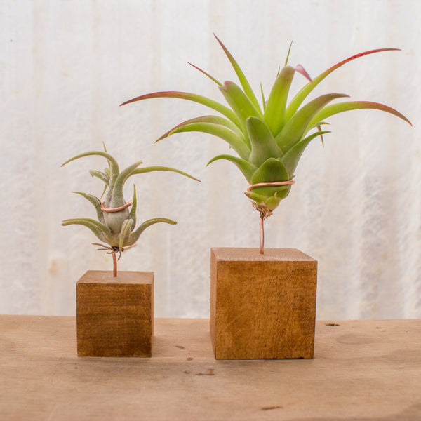 Air Plants Stands