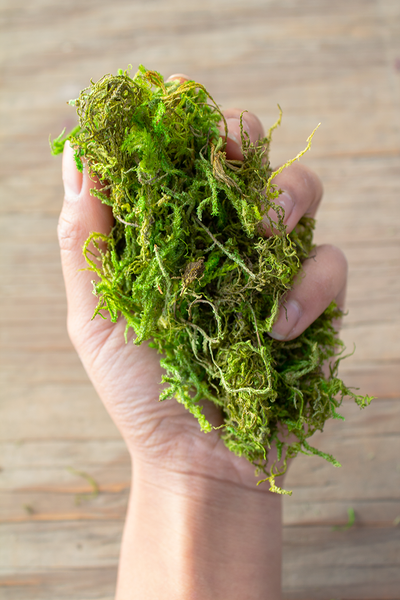 Forest Moss 1/4 lb