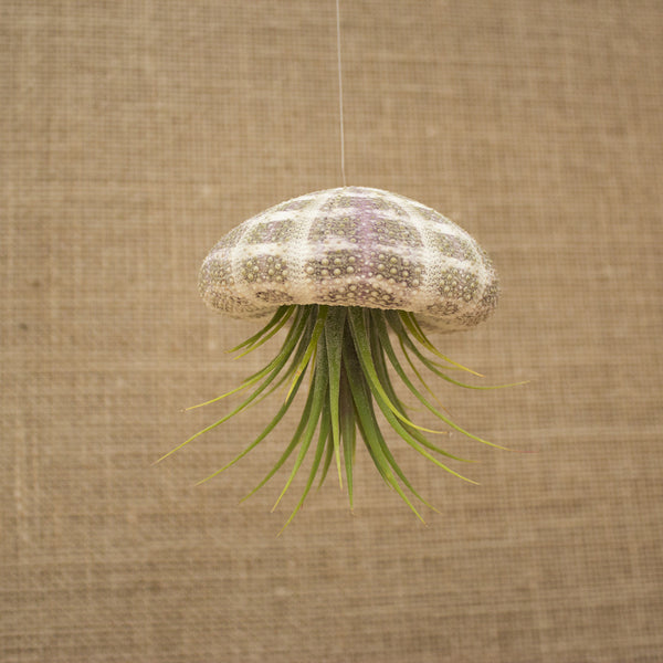 Hanging Striped Urchin with Plant (Large)