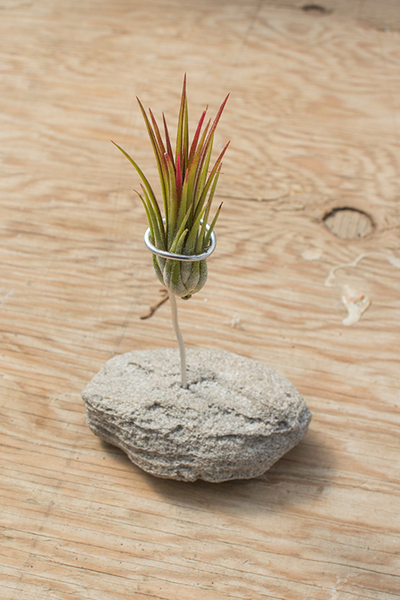 Feather Rock Air Plant Stands
