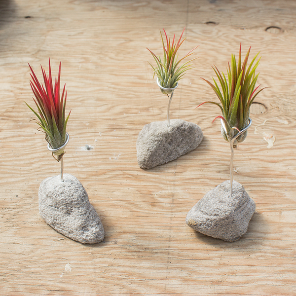 Feather Rock Air Plant Stands