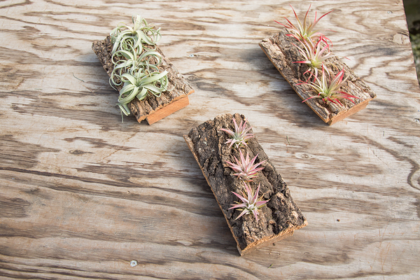 Mountable Cork Displays (Plants Not Included)