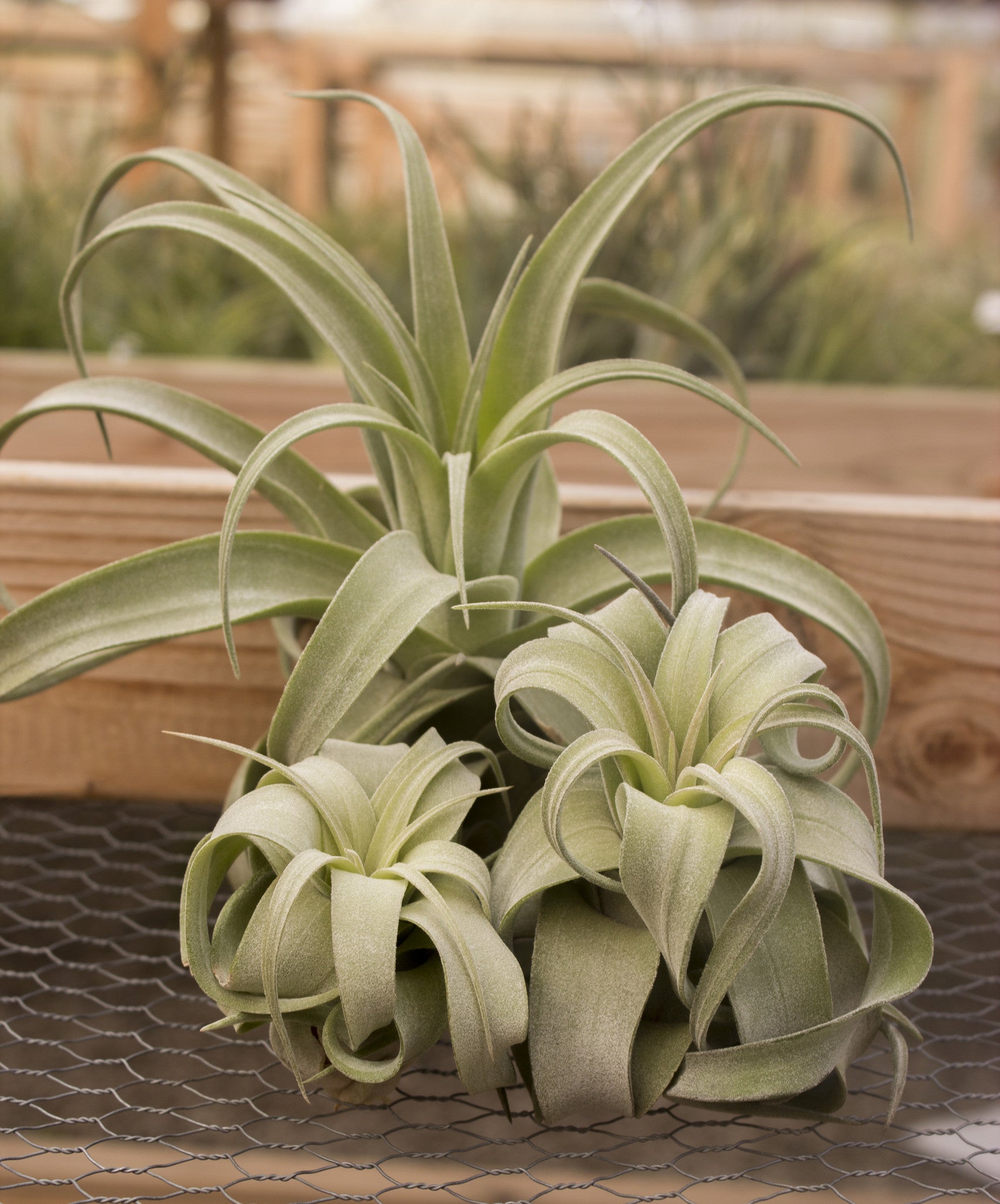 Streptophylla – Plantaflor USA, Inc.